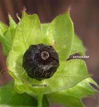  Fruit ( Anthocarp)
